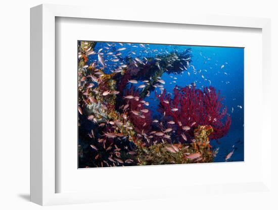 Shoal of Mediterranean Fairy basslet, Italy, Tyrrhenian Sea-Franco Banfi-Framed Photographic Print