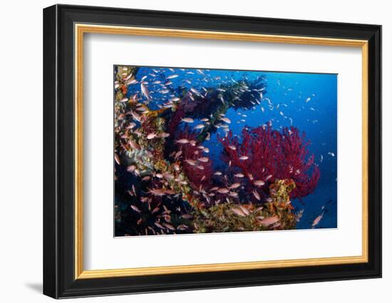 Shoal of Mediterranean Fairy basslet, Italy, Tyrrhenian Sea-Franco Banfi-Framed Photographic Print