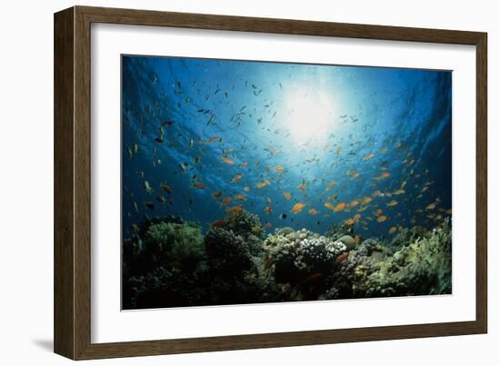 Shoal of Orange Anthias-Louise Murray-Framed Photographic Print