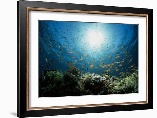 Shoal of Orange Anthias-Louise Murray-Framed Photographic Print