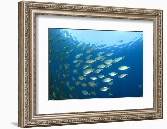 Shoal of Tuna Fish Underwater-Rich Carey-Framed Photographic Print