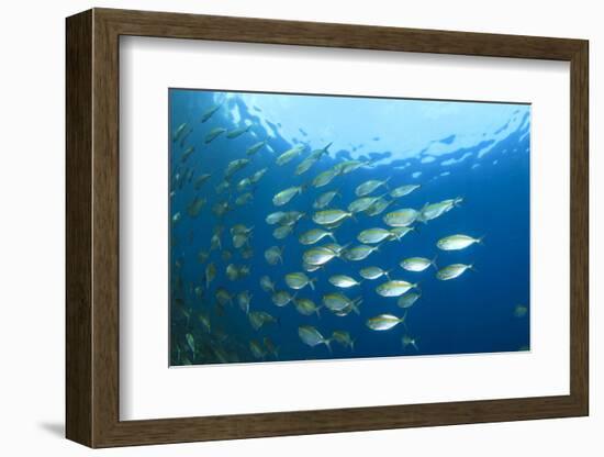 Shoal of Tuna Fish Underwater-Rich Carey-Framed Photographic Print