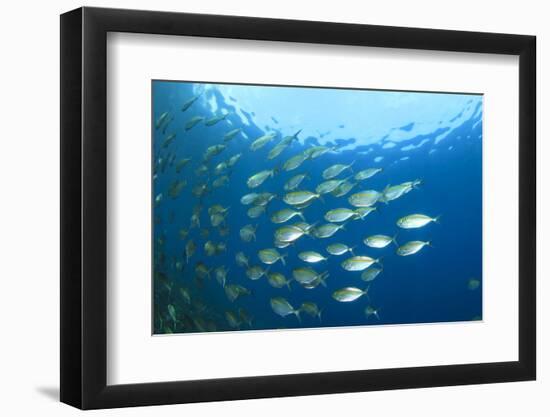 Shoal of Tuna Fish Underwater-Rich Carey-Framed Photographic Print