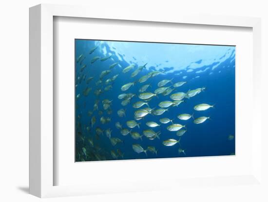 Shoal of Tuna Fish Underwater-Rich Carey-Framed Photographic Print