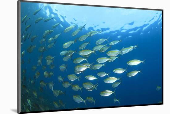 Shoal of Tuna Fish Underwater-Rich Carey-Mounted Photographic Print