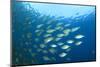 Shoal of Tuna Fish Underwater-Rich Carey-Mounted Photographic Print