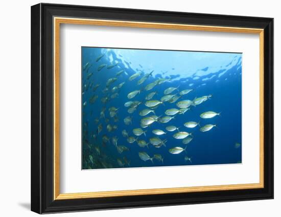 Shoal of Tuna Fish Underwater-Rich Carey-Framed Photographic Print