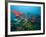 Shoals of Common Bigeye and Tropical Fish, Manta Reef, Jangamo Beach, Guinjata Bay, Mozambique-Paul Souders-Framed Photographic Print