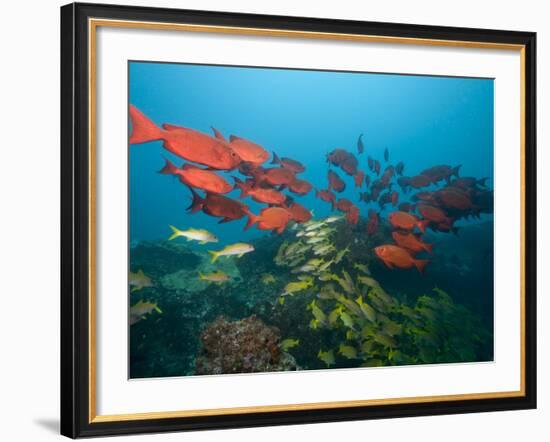 Shoals of Common Bigeye and Tropical Fish, Manta Reef, Jangamo Beach, Guinjata Bay, Mozambique-Paul Souders-Framed Photographic Print