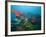 Shoals of Common Bigeye and Tropical Fish, Manta Reef, Jangamo Beach, Guinjata Bay, Mozambique-Paul Souders-Framed Photographic Print