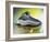 Shoe Skate-null-Framed Photographic Print