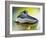 Shoe Skate-null-Framed Photographic Print