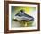 Shoe Skate-null-Framed Photographic Print