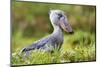 Shoebill (Balaeniceps rex) portrait. Swamps of Mabamba, Lake Victoria, Uganda.-Eric Baccega-Mounted Photographic Print