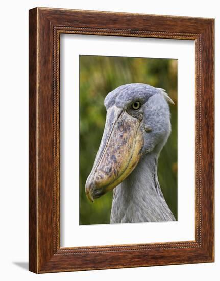 Shoebill Bird Portrait, Entebbe, Uganda Wildlife Education Centre, Uganda, Africa-Martin Zwick-Framed Photographic Print