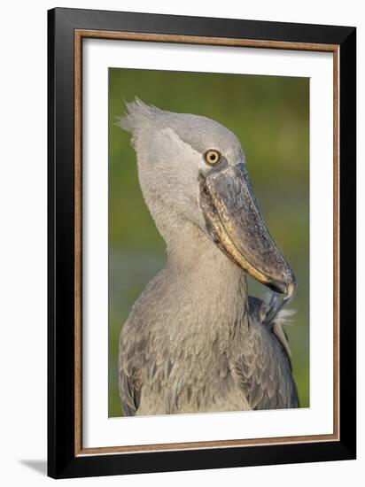 Shoebill Profile-Staffan Widstrand-Framed Giclee Print