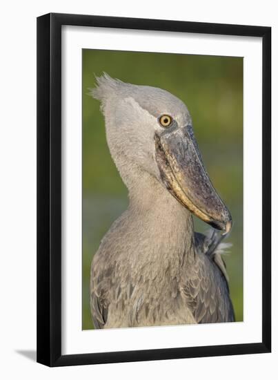 Shoebill Profile-Staffan Widstrand-Framed Giclee Print