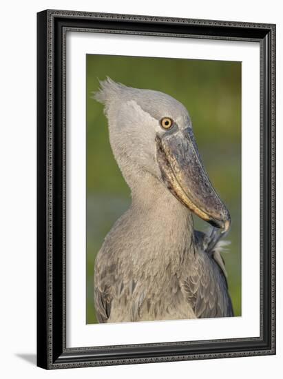 Shoebill Profile-Staffan Widstrand-Framed Giclee Print