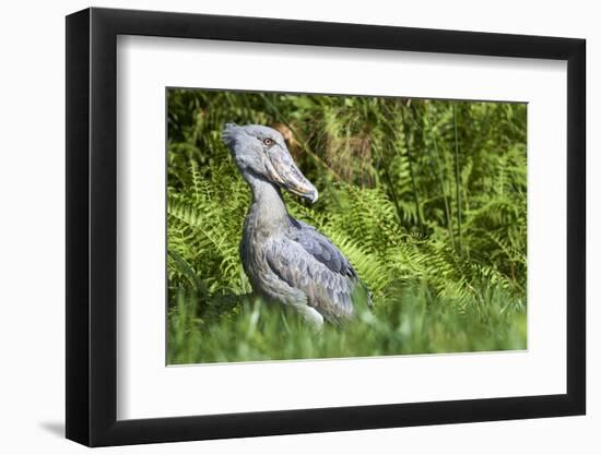 Shoebill stork, swamps of Mabamba, Lake Victoria, Uganda-Eric Baccega-Framed Photographic Print