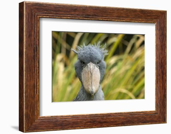 Shoebill - Whale Headed Stork (Balaeniceps Rex) Head Portrait, Captive-Edwin Giesbers-Framed Photographic Print