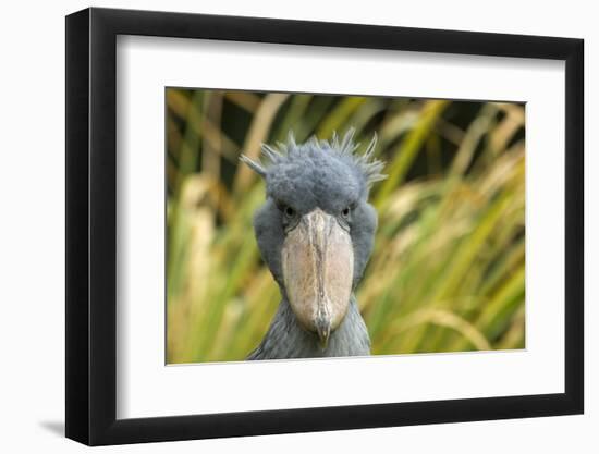 Shoebill - Whale Headed Stork (Balaeniceps Rex) Head Portrait, Captive-Edwin Giesbers-Framed Photographic Print