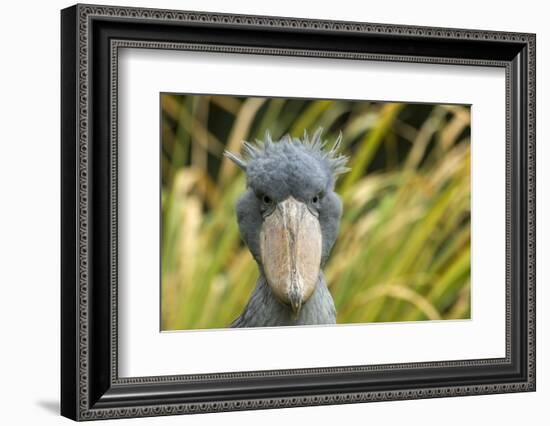 Shoebill - Whale Headed Stork (Balaeniceps Rex) Head Portrait, Captive-Edwin Giesbers-Framed Photographic Print