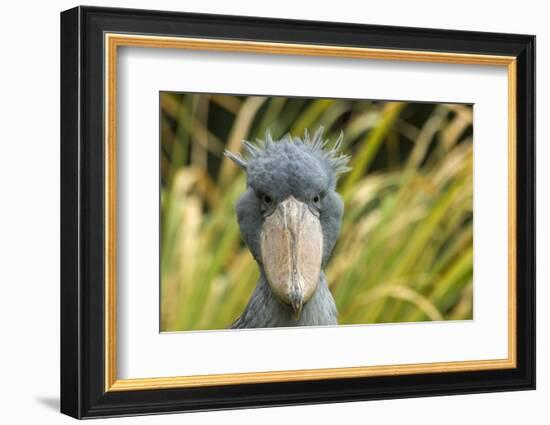 Shoebill - Whale Headed Stork (Balaeniceps Rex) Head Portrait, Captive-Edwin Giesbers-Framed Photographic Print