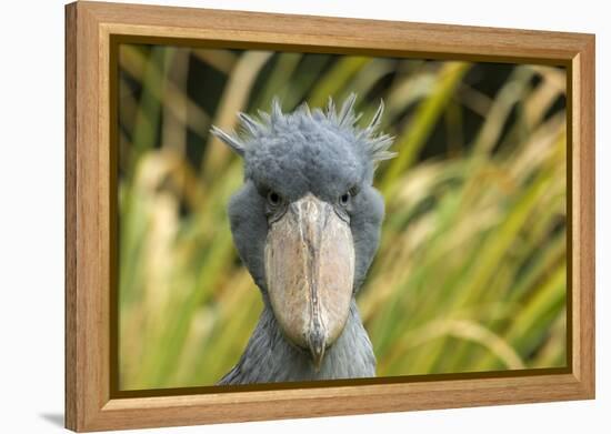 Shoebill - Whale Headed Stork (Balaeniceps Rex) Head Portrait, Captive-Edwin Giesbers-Framed Premier Image Canvas