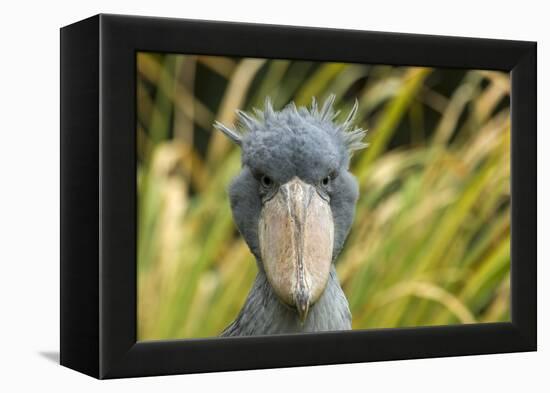 Shoebill - Whale Headed Stork (Balaeniceps Rex) Head Portrait, Captive-Edwin Giesbers-Framed Premier Image Canvas