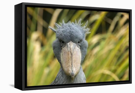 Shoebill - Whale Headed Stork (Balaeniceps Rex) Head Portrait, Captive-Edwin Giesbers-Framed Premier Image Canvas