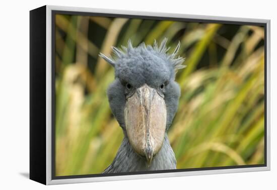 Shoebill - Whale Headed Stork (Balaeniceps Rex) Head Portrait, Captive-Edwin Giesbers-Framed Premier Image Canvas