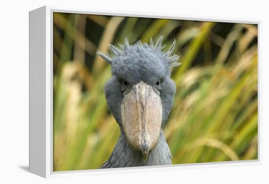 Shoebill - Whale Headed Stork (Balaeniceps Rex) Head Portrait, Captive-Edwin Giesbers-Framed Premier Image Canvas