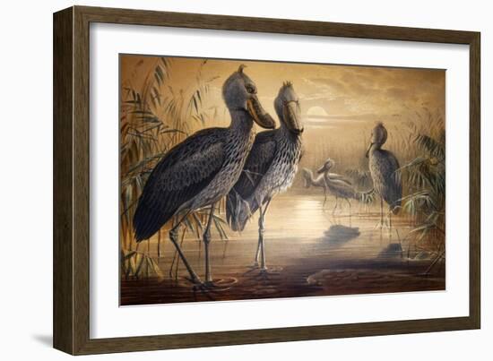 Shoebilled Stork, 1861-Joseph Wolf-Framed Giclee Print