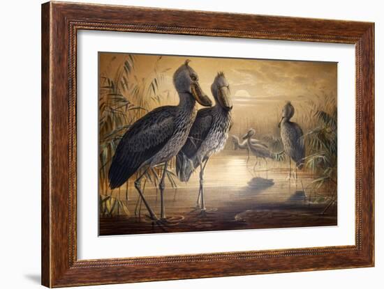 Shoebilled Stork, 1861-Joseph Wolf-Framed Giclee Print