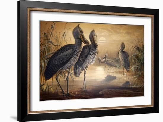 Shoebilled Stork, 1861-Joseph Wolf-Framed Giclee Print