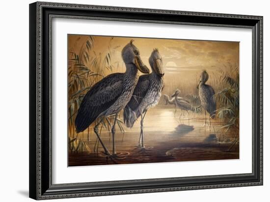Shoebilled Stork, 1861-Joseph Wolf-Framed Giclee Print