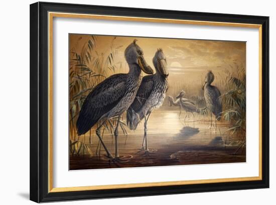 Shoebilled Stork, 1861-Joseph Wolf-Framed Giclee Print