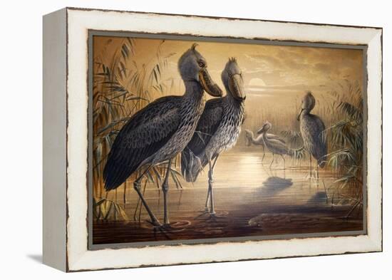 Shoebilled Stork, 1861-Joseph Wolf-Framed Premier Image Canvas