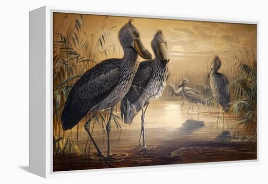 Shoebilled Stork, 1861-Joseph Wolf-Framed Premier Image Canvas