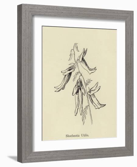 Shoebootia Utilis-Edward Lear-Framed Giclee Print