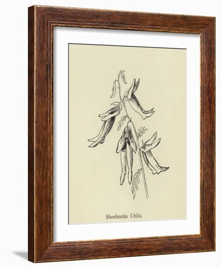 Shoebootia Utilis-Edward Lear-Framed Giclee Print