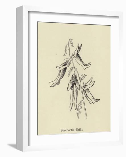 Shoebootia Utilis-Edward Lear-Framed Giclee Print