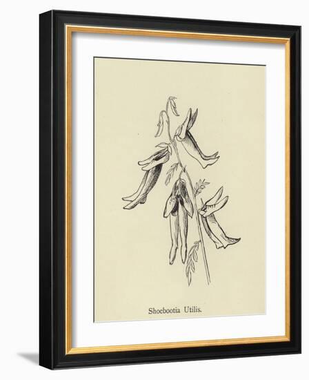 Shoebootia Utilis-Edward Lear-Framed Giclee Print