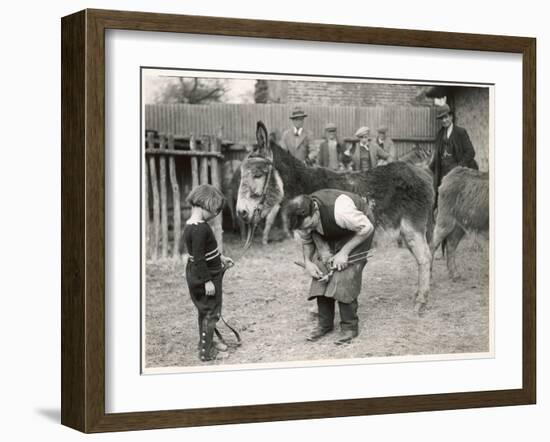 Shoeing (Hooving) a Donkey at a Farm in Deal-null-Framed Art Print