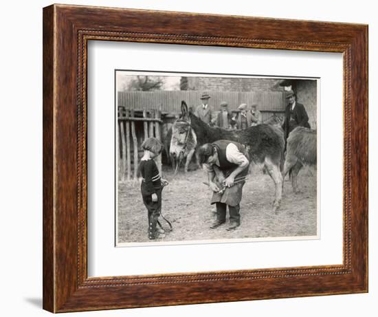 Shoeing (Hooving) a Donkey at a Farm in Deal-null-Framed Art Print