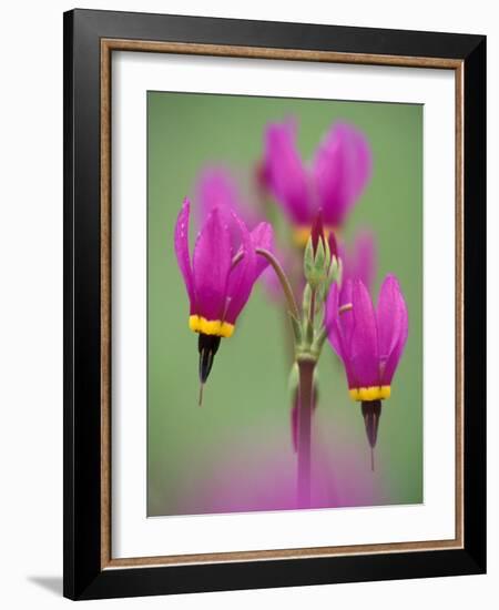 Shooting Star in Columbia Gorge, Oregon, USA-Darrell Gulin-Framed Photographic Print