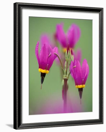 Shooting Star in Columbia Gorge, Oregon, USA-Darrell Gulin-Framed Photographic Print