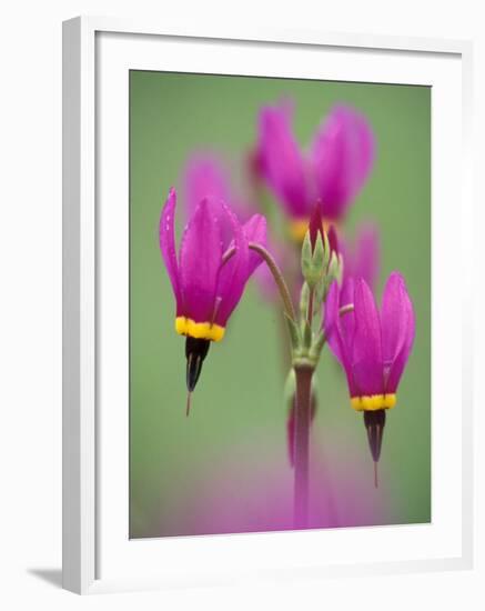 Shooting Star in Columbia Gorge, Oregon, USA-Darrell Gulin-Framed Photographic Print