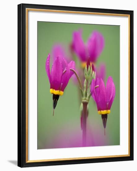 Shooting Star in Columbia Gorge, Oregon, USA-Darrell Gulin-Framed Photographic Print