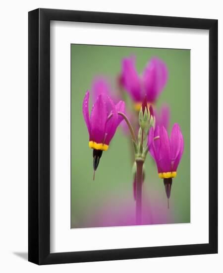Shooting Star in Columbia Gorge, Oregon, USA-Darrell Gulin-Framed Photographic Print